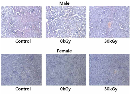 Histopathological examination of the kidney of ICR mice administered with chicken X-ray irradiated at 30 kGy for 3 months, ×20