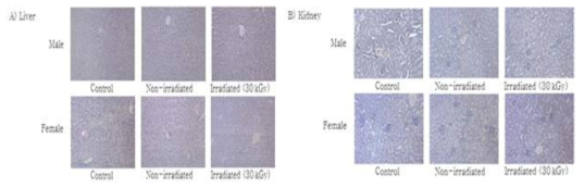 Histopathological examination of the A) liver and B) kidney of ICR mouse administered with SangSik powder irradiated at 30 kGy for 90 days (× 200).