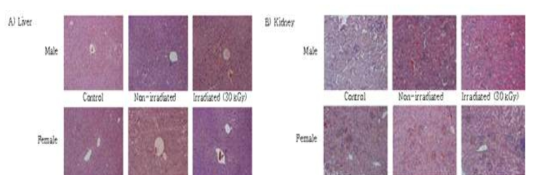 Histopathological examination of the A) liver and B) kidney of ICR mouse administered with choco-icecream irradiated at 30 kGy for 90 days (× 200).