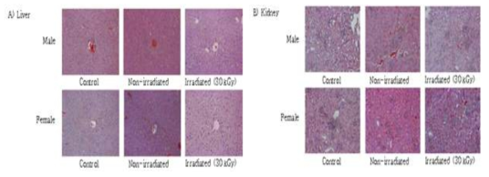 Histopathological examination of the A) liver and B) kidney of ICR mouse administered with Dakgalbi irradiated at 30 kGy for 90 days (× 200).