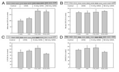 Effect of HA pretreatment on expression of alpha- and mu-class GSTs, and CYP 2E1. Significance at P < 0.01 (**).