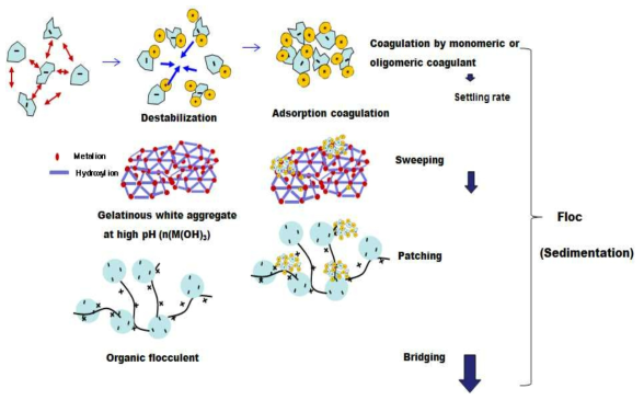 General coagulation-flocculation mechanism.