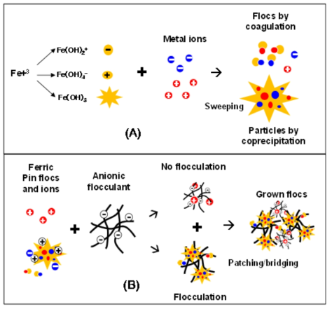 Suggested mechanism of coagulation-flocculation to remove metal ions by using ferric hydroxide and anionic PAA flocculant.