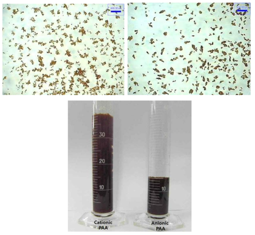 Photographs of flocs formed with cationic PAA(A) and anionic PAA (B) Changes, and their final volumes of flocs collected in mass cylinders.