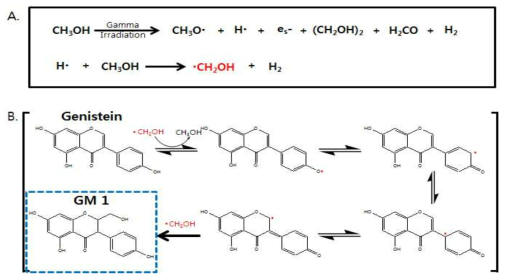 The proposed mechanism of GM from Genistein by ionizing radiation.