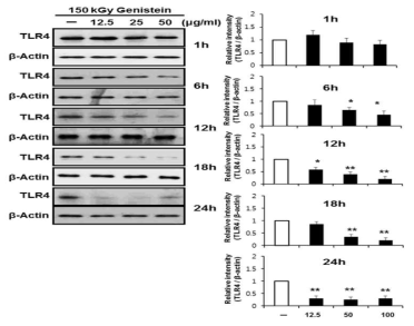 Effect of gamma-irradiated Genistein on the TLR4 signalling of LPS-treated RAW264.7 cells (1 - 24 h).