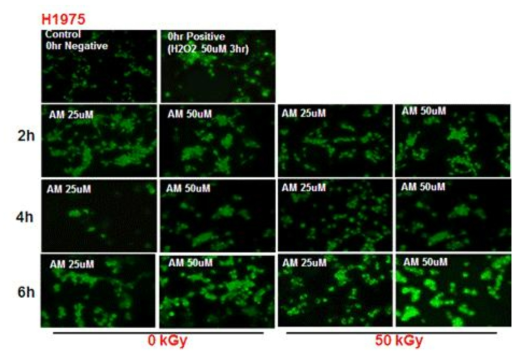 ROS activity of non-irradiated Apigenin (A) or gamma-irradiated Apigenin in methanol (AM) on the visualizing Confocal microscopy test of H1975