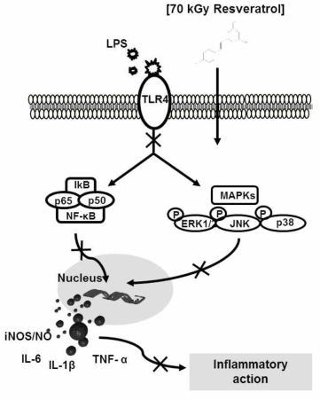Proposed mechanism of the anti-inflammatory action induced by gamma-irradiated resveratrol in macrophage cells.