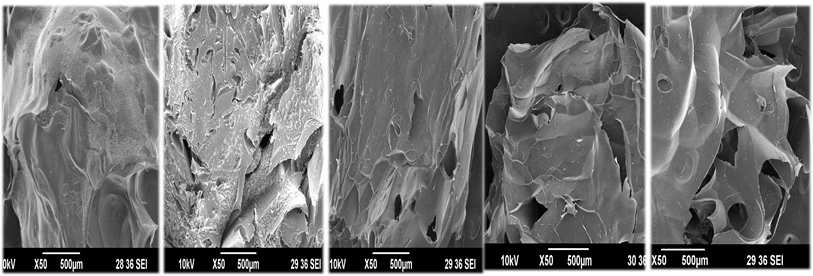 SEM ×50 순서대로 Chitosan Bead, GLA Bead, Chitosan Bead 20 kGy, Chitosan Bead 30 kGy, Chitosan Bead 40 kGy