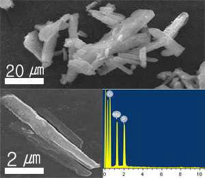 합성한 struvite의 SEM 이미지 및 EDX 스펙트럼.