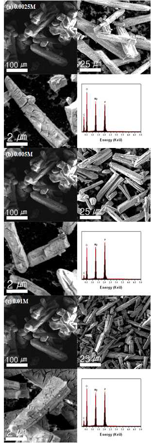 NaCl이첨가된struvite의 SEM이미지및EDX스펙트럼