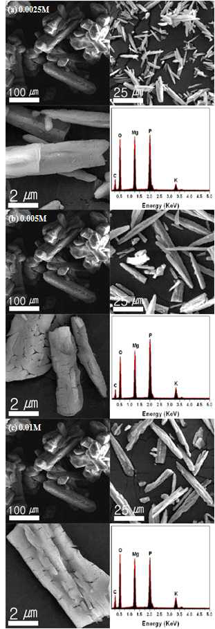 K2SO4가첨가된 struvite의 SEM이미지및EDX스펙트럼