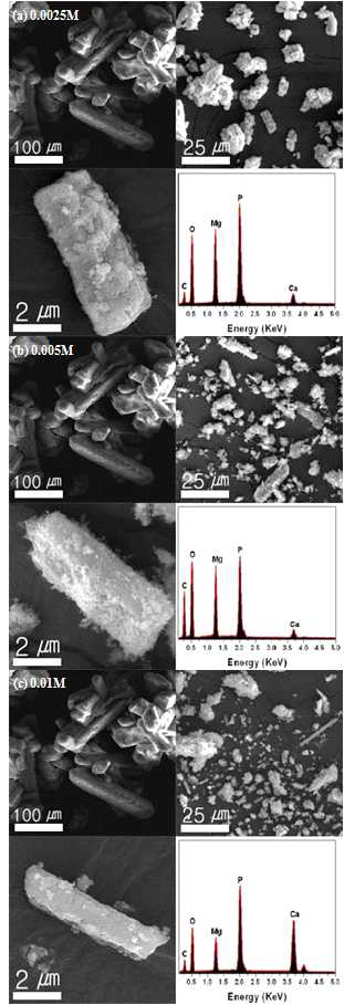 CaSO4가 첨가된 struvite의 SEM이미지및EDX스펙트럼