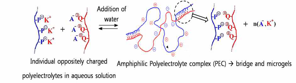 Polyelectrolyte complex (PEC)의 제조 방법