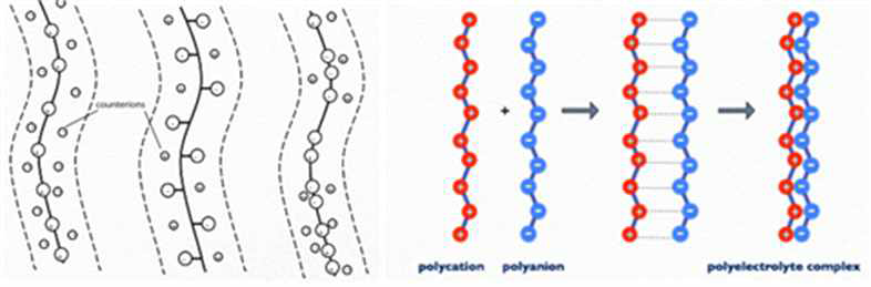 고분자 전해질의 종류 및 고분자 전해질 복합체 형성 과정
