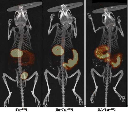 Tm-125I, HA-Tm-125I 및 HA-Tm-123I을 경구투여 후 ¼시간 후 체내 영상