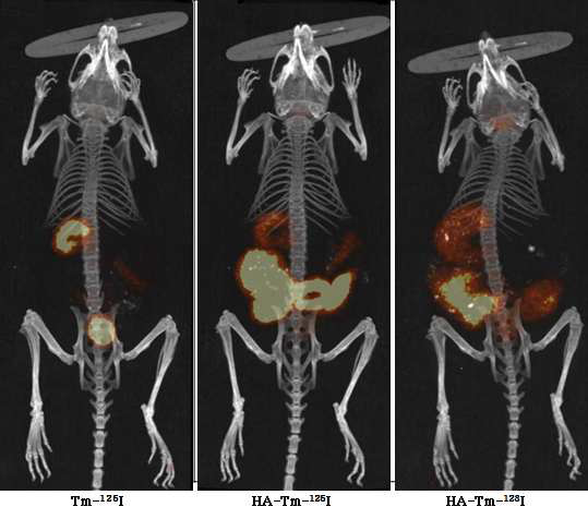 Tm-125I, HA-Tm-125I 및 HA-Tm-123I을 경구투여 후 3시간 후 체내 영상
