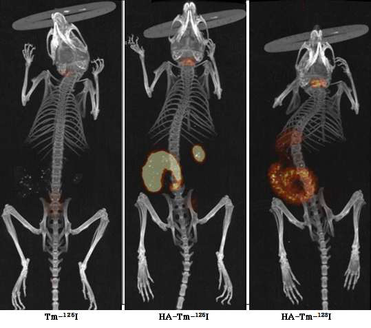 Tm-125I, HA-Tm-125I 및 HA-Tm-123I을 경구투여 후 12시간 후 체 내 영상