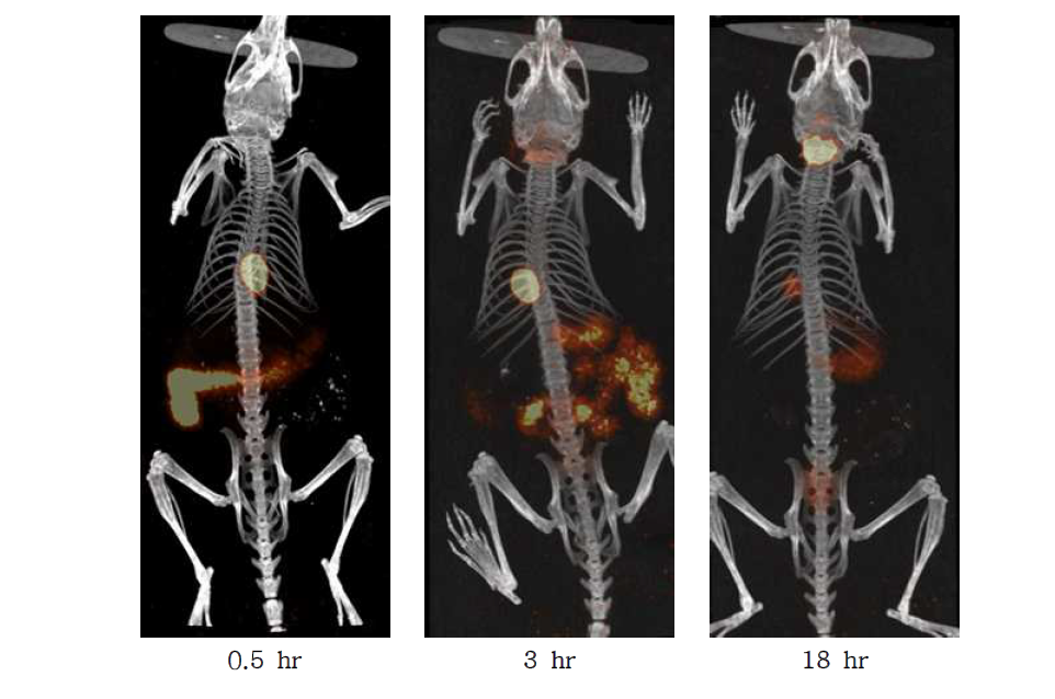 Micro-SPECT/CT images of 123I labeled routine in the ICR mouse after injection