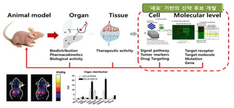 RI-Biomics 기술을 이용한 신약 및 신소재의 체내거동평가과정