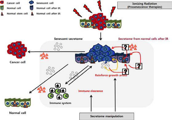 방사선 분비체의 암조직과 정상조직 항상성에 있어서의 역할