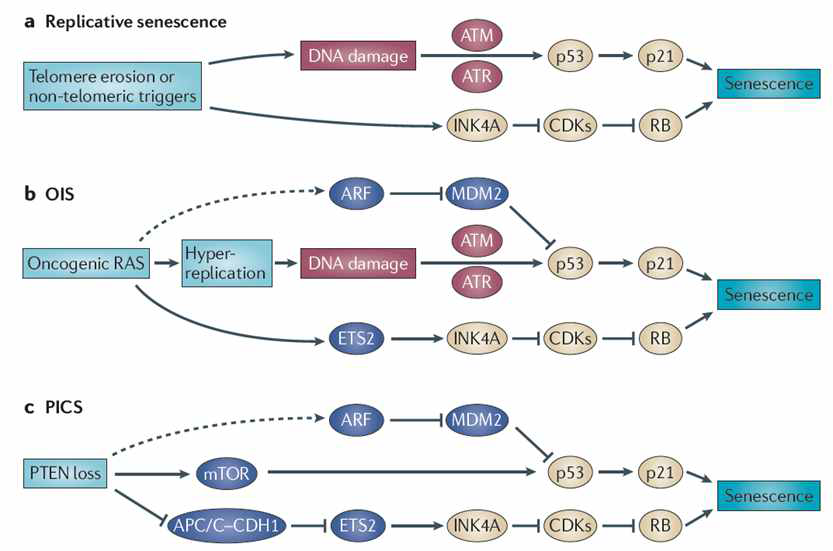 Pro-senescence의 주요 분자 기전