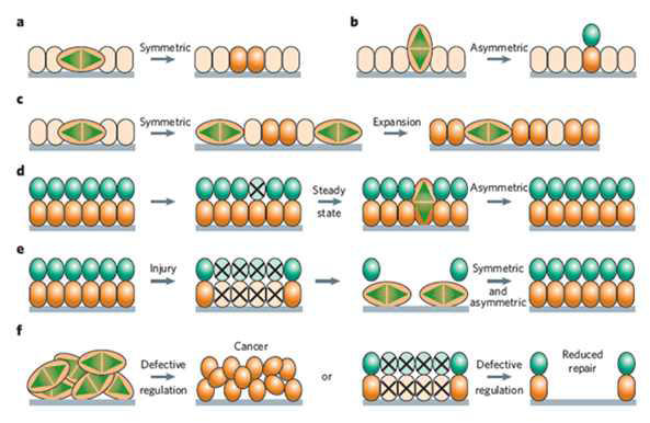 조직 재생에 있어서 줄기세포의 Symmetric division과 asymmetric division