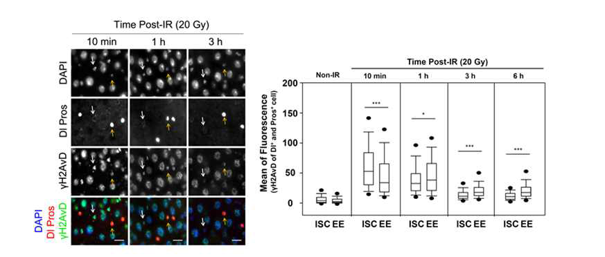 줄기세포와 분화된 세포간의 방사선 감수성 차이:γH2AvD foci 형성과 소멸