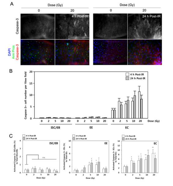 줄기세포와 분화된 세포간의 방사선 감수성 차이:Apoptosis (Caspase-3 발현)