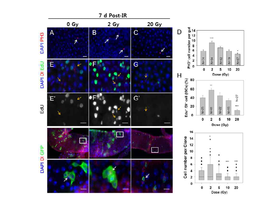 방사선의 장줄기세포 증식에 대한 영향