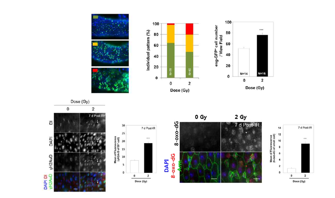 2 Gy 방사선에 의한 장줄기세포의 분화이상 및 DNA damage의 축적