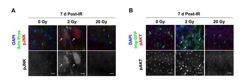 방사선 선량에 따른 장줄기세포 증식조절 신호기전 동정: JNK와 AKT