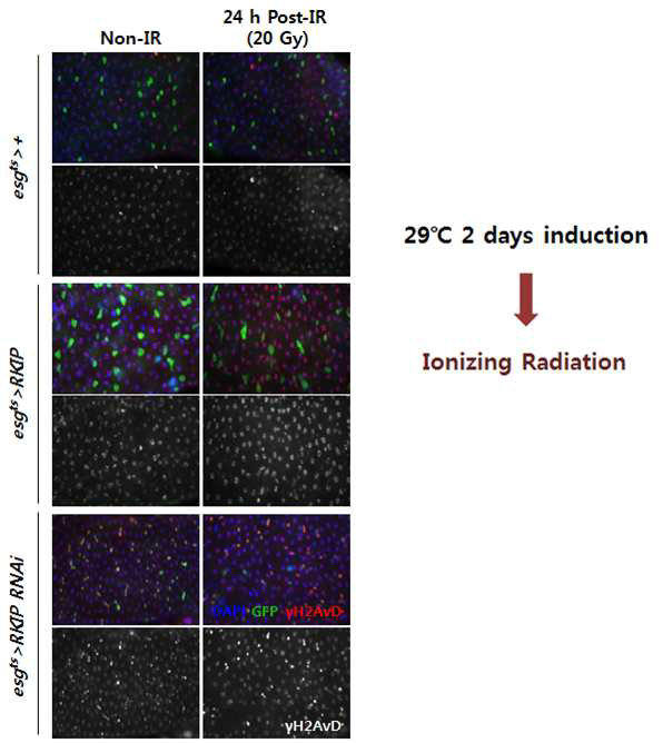 방사선 분비체 RKIP의 줄기세포 특이적 과발현 및 knock-down에 따른 줄기세포 초기방사선 반응 변화