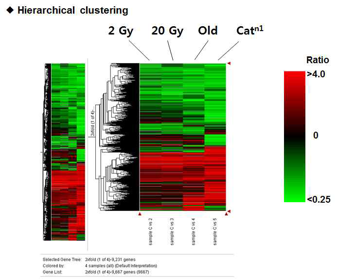 정상조직에서의 방사선에 의해 변화하는 유전자 발현 분석 및 노화, 암화 개체와의 발현 비교 분석