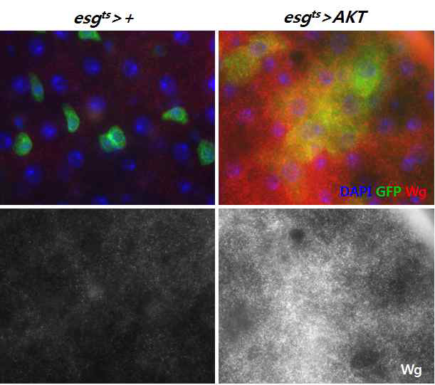 정상 조직과 pre-malignant 조직 (줄기세포 특이적 AKT 과발현 개체)에서의 Wg 발현 차이