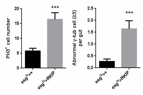 ISC/EB 특이적 RKIP 과발현에 의한 centrosome amplification