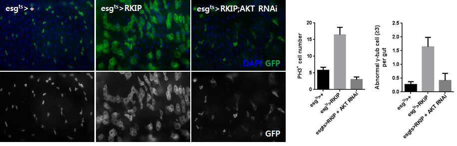 ISC 특이적 AKT knock-down에 의한 RKIP 과발현 phenotype의 회복