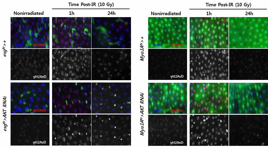 AKT knock-down에 의한 장줄기세포의 방사선 초기 반응 변화