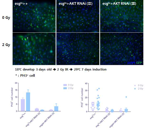 ISC/EB 특이적 AKT knock-down에 따른 방사선 조사 후 줄기세포의 증식활성 변화