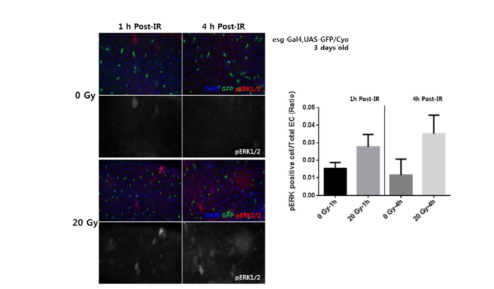 방사선 조사에 의한 EC에서의 pERK 발현 변화