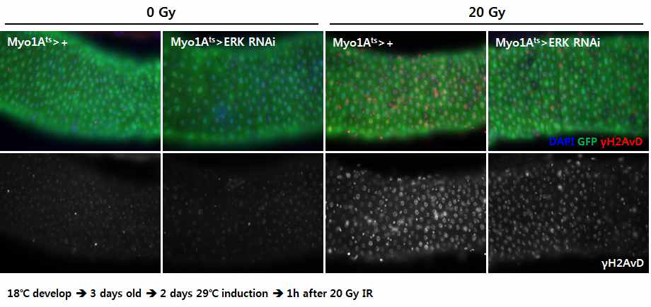 EC 특이적 ERK knock-down에 의한 EC에서의 γH2AvD level 변화