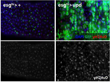 ISC/EB 특이적 Upd 과발현에 의한 γH2AvD 의 축적