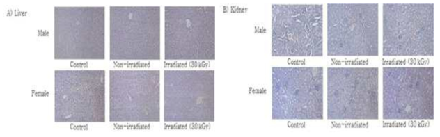 Histopathological examination of the A) liver and B) kidney of ICR mouse administered with SangSik powder irradiated at 30 kGy for 90 days (× 200).