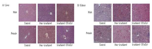 Histopathological examination of the A) liver and B) kidney of ICR mouse administered with choco-icecream irradiated at 30 kGy for 90 days (× 200).