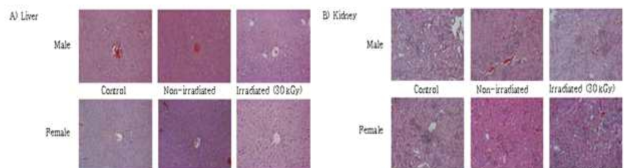 Histopathological examination of the A) liver and B) kidney of ICR mouse administered with Dakgalbi irradiated at 30 kGy for 90 days (× 200).