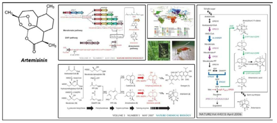 UC Berkeley, JD Keasling 교수의 알테미시닌 합성에 관한 연구개요