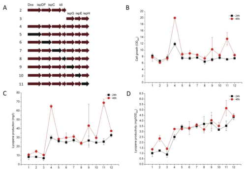 A; MEP 경로 유전자 증폭 모식도(갈색 화살표: 유전자 증폭, 검은색 화살표: 유전자 제거), B; 균체 성장 그래프, C; 라이코펜 생산량, D; 균체량에 따른 라이코펜 생산 성 (1. None, 2. pSTK-Part1(dxs, ispDF, ispC, and idi), 3. pSTK-Part2(ispG, ispE, and ispH), 4. pSTKMEP, 5. pSTKMEP and pBBR5-dxs, 6. pSTKMEP and pBBR5-ispDF, 7. pSTKMEP and pBBR5-ispC, 8. pSTKMEP and pBBR5-idi, 9. pSTKMEP and pBBR5-ispG, 10. pSTKMEP and pBBR5-ispE, 11. pSTKMEP and pBBR5-ispH, 12. pSNA-Km and pBBR1MCS5)