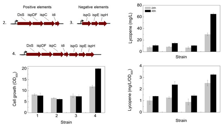 MEP pathway 전체 및 부분별 모듈화와 증폭에 따른 라이코펜 생산성 비교. 1. chromosomal MEP pathway, 2. positive elements plasmid, 3. negative elements plasmid, 4. whole MEP pathway plasmid.