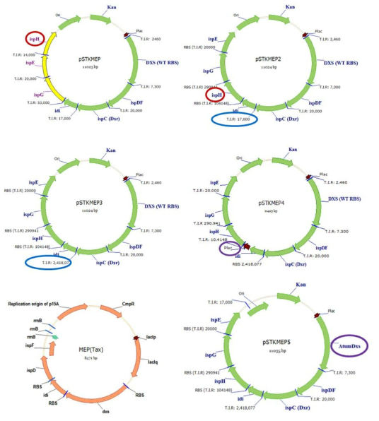 Plasmid maps of recombinant MEP pathway plasmids.