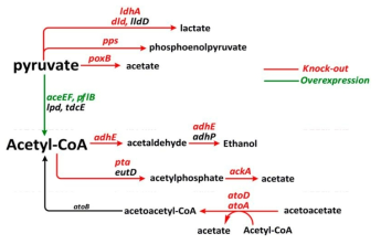 유기산 및 알코올류 발효부산물 생합성 경로